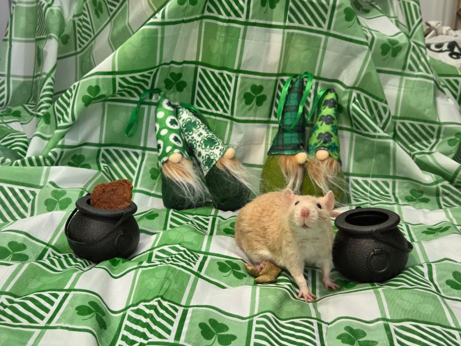 St. Ratters Day Happy Ratters Trial Recap!