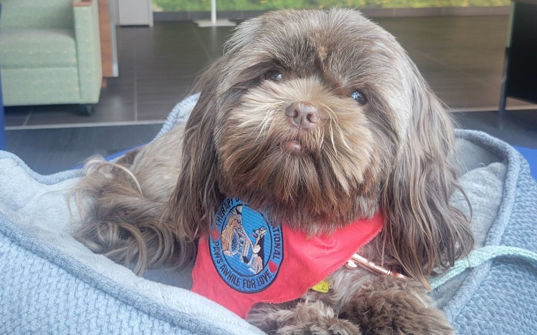 Understanding the Differences: Therapy Dogs, Service Dogs, and Emotional Support Animals