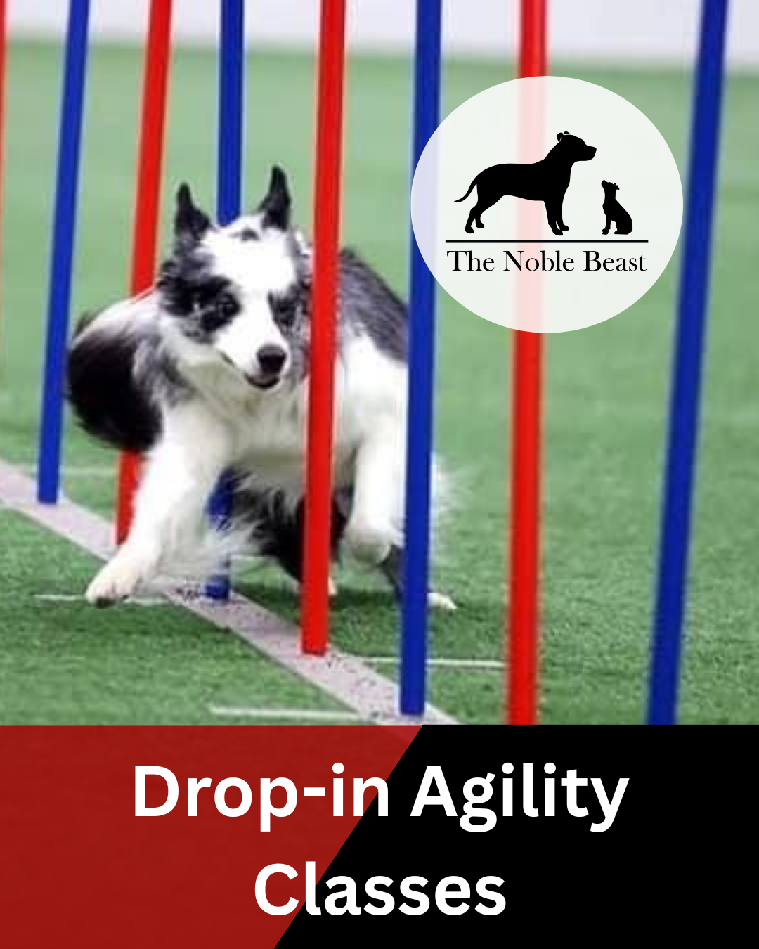 Agility Drop in Class